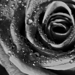 Fekete rózsa
