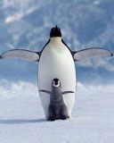 - - wallpaper preview