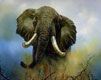 elephant - wallpaper preview