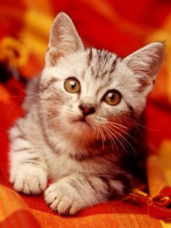 - - wallpaper preview
