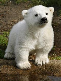Knut - wallpaper preview