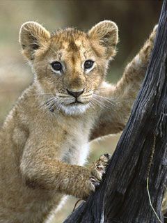 Month Old Lion Cub Masai Mara National Reserve Ken