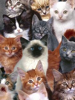 Collection of Kittens