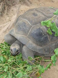 seychelles turtles 