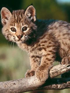 Baby Bobcat