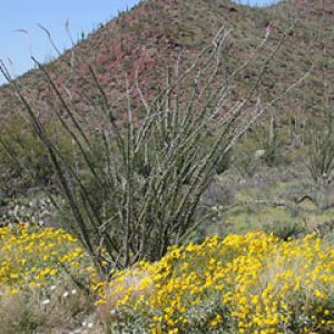 Arizona Upland Sonoran Des