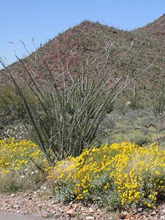 Arizona Upland Sonoran Des