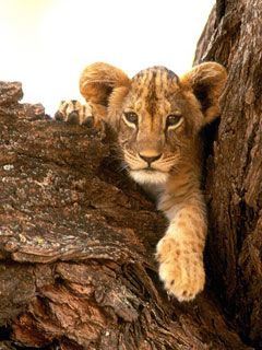 A Furry Friend Lion Cub