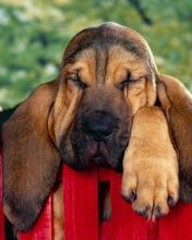 Winks Bloodhound Puppy