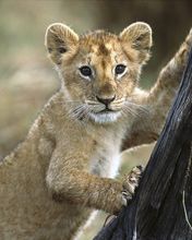 Lion Cub Masai Mara National Reserve Kenya