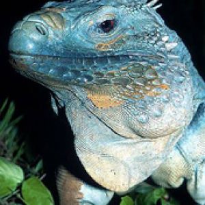 cayman blue iguana
