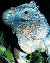 cayman blue iguana