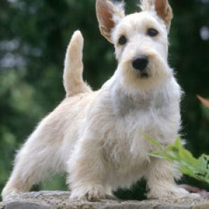  Scottish Terrier 