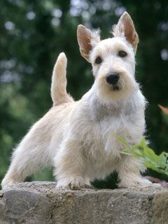  Scottish Terrier 