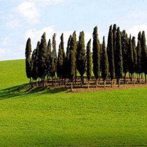 Siena Province Tuscany Italy
