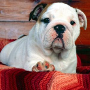 A Comfy Drawer Bulldog Puppy
