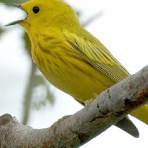 Yellow Warbler singing