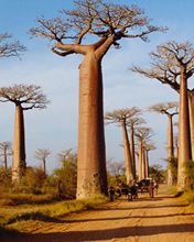 Madagascar Baobab Allee 