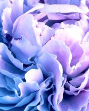 - - wallpaper preview
