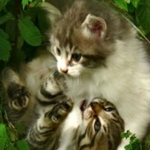Two sweety kittens
