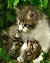 Two sweety kittens