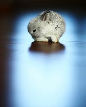 Rabbit - wallpaper preview