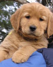 Golden Retriever puppy 
