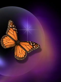 buterfly - wallpaper preview
