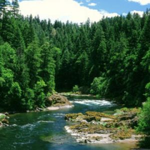 Umpqua River - Douglas County - Oregon