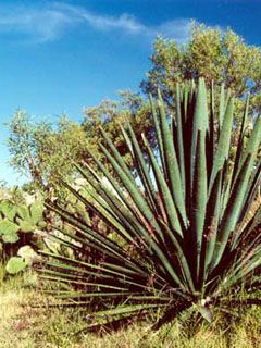 agave - wallpaper preview