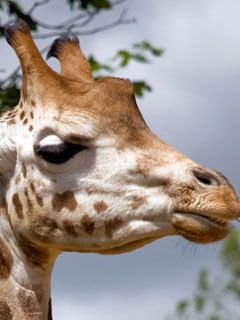 giraffe - London Zoo