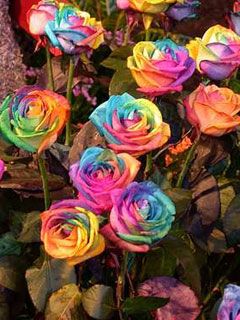 tie dyed rose