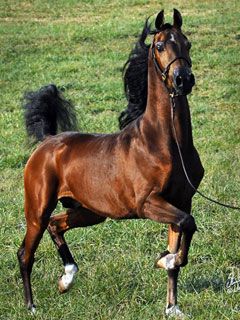 arabian horse boss