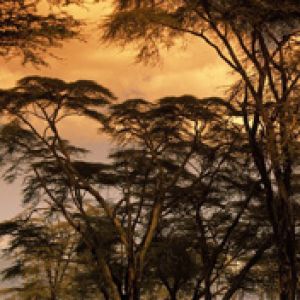 Fever Trees at Sunset - Africa