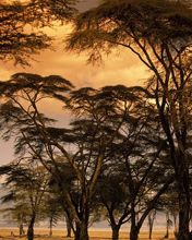 Fever Trees at Sunset - Africa