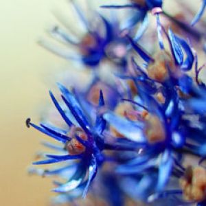 blossom ice blue