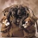 - - wallpaper preview