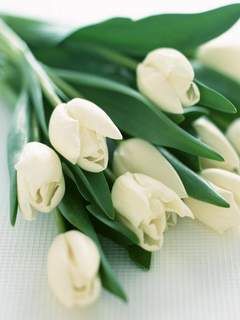 Biele tulipany
