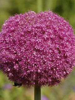 Allium Lucy Ball Pink Flower