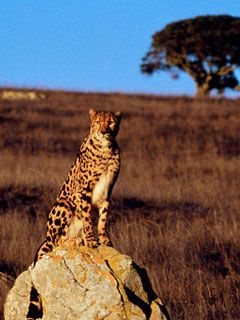 Gepard - wallpaper preview