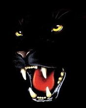 Panter - wallpaper preview