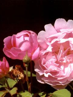 Rose Bud Blooms