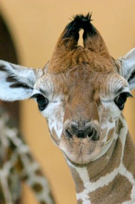 Giraffe - Zoo Berlin