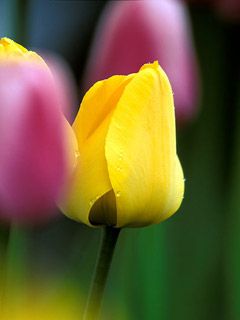 Yellow and Pink Tulips