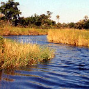 Boro River - Botswana