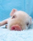 Pig - wallpaper preview
