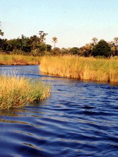 Boro River - Botswana