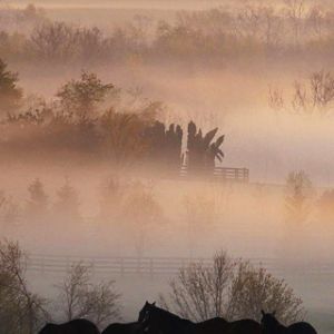 Foggy Horse Farm 