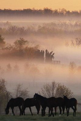 Foggy Horse Farm 