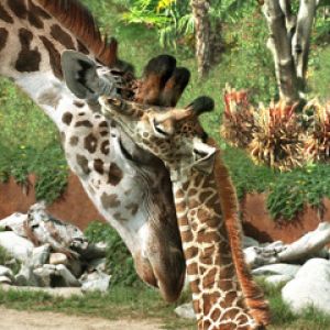 ZOO Giraffe and Mom